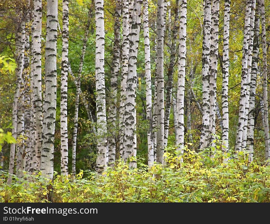 Autumn birch forest. Photo was converted from RAW format.