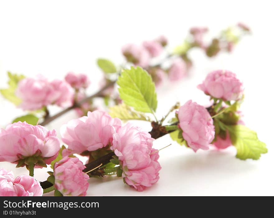 Bunch of Small pink flowers