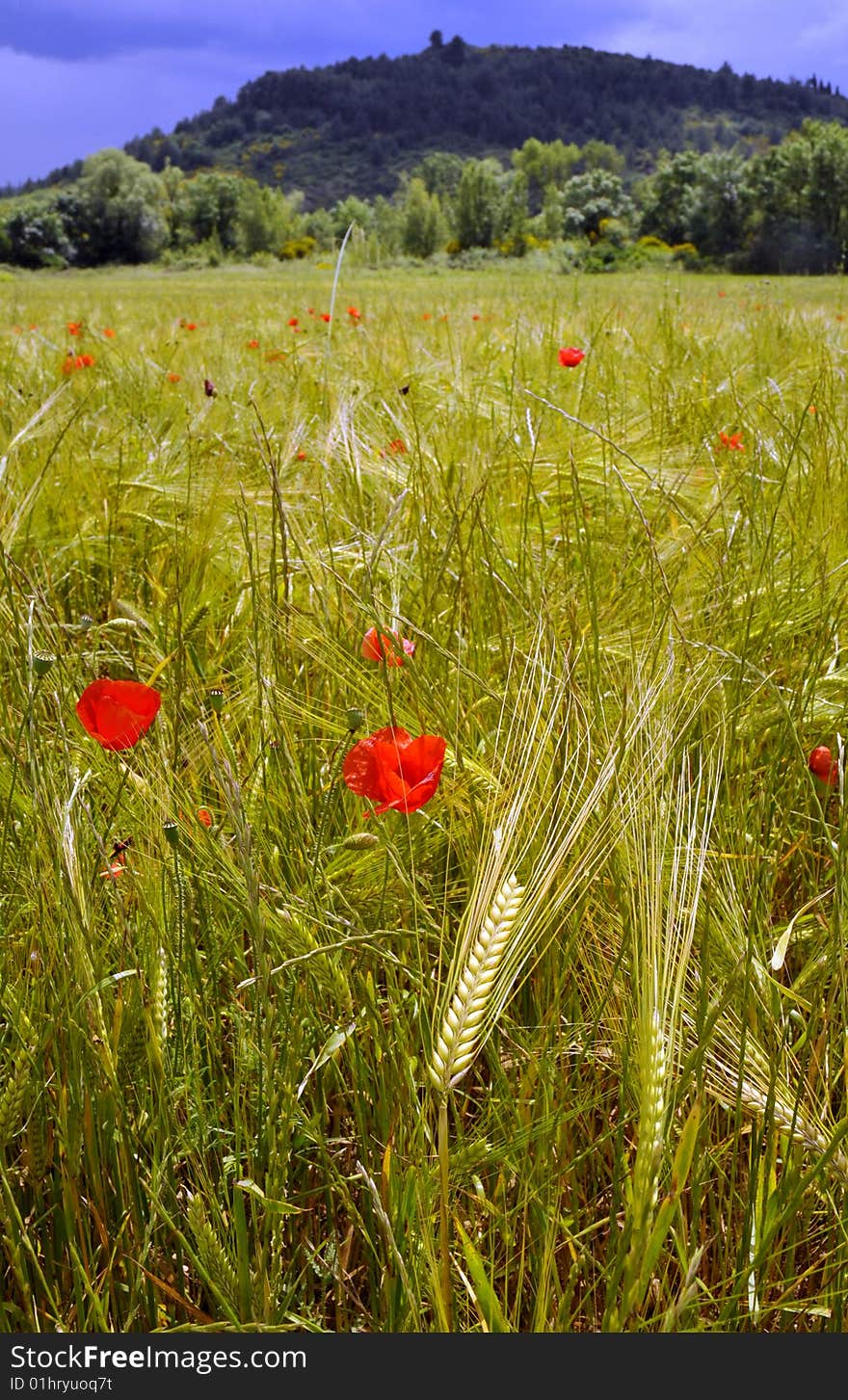 Poppies