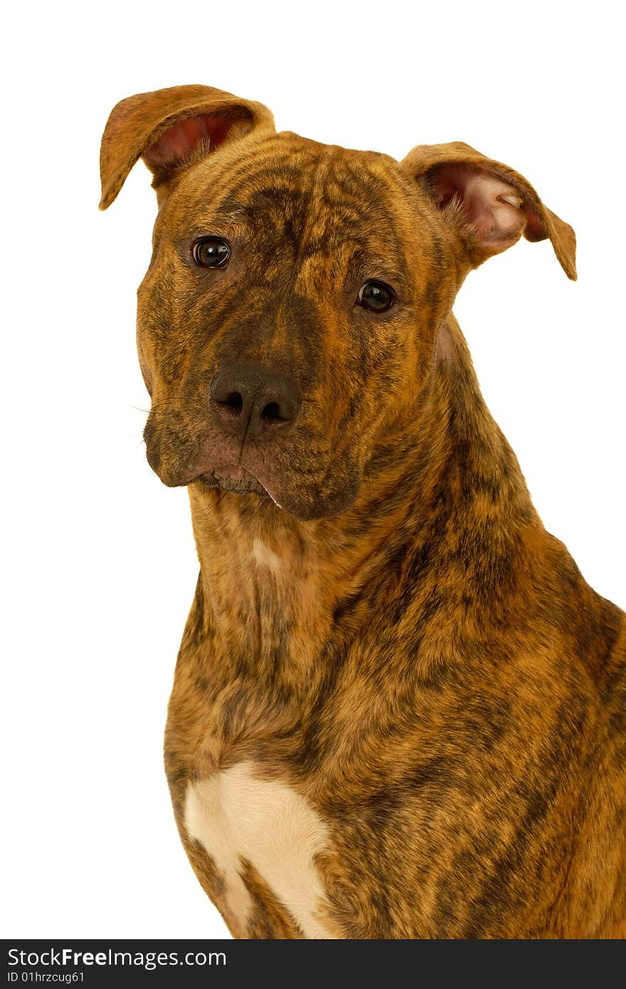 Staffordshire terrier dog on a clean white background