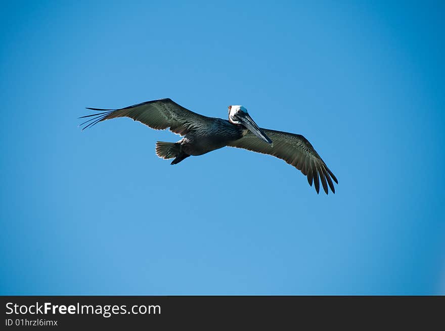 Pelican bird with a sky as a background