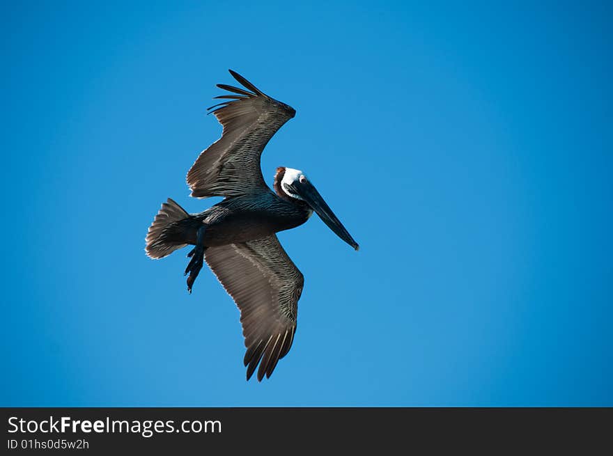 Pelican bird with a sky as a background