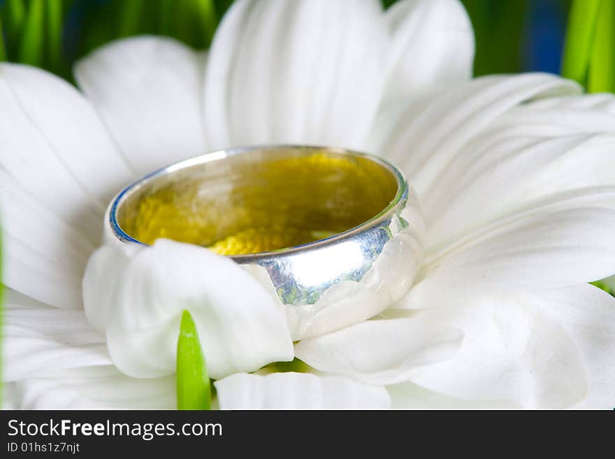 Camomile and ring in a green grass