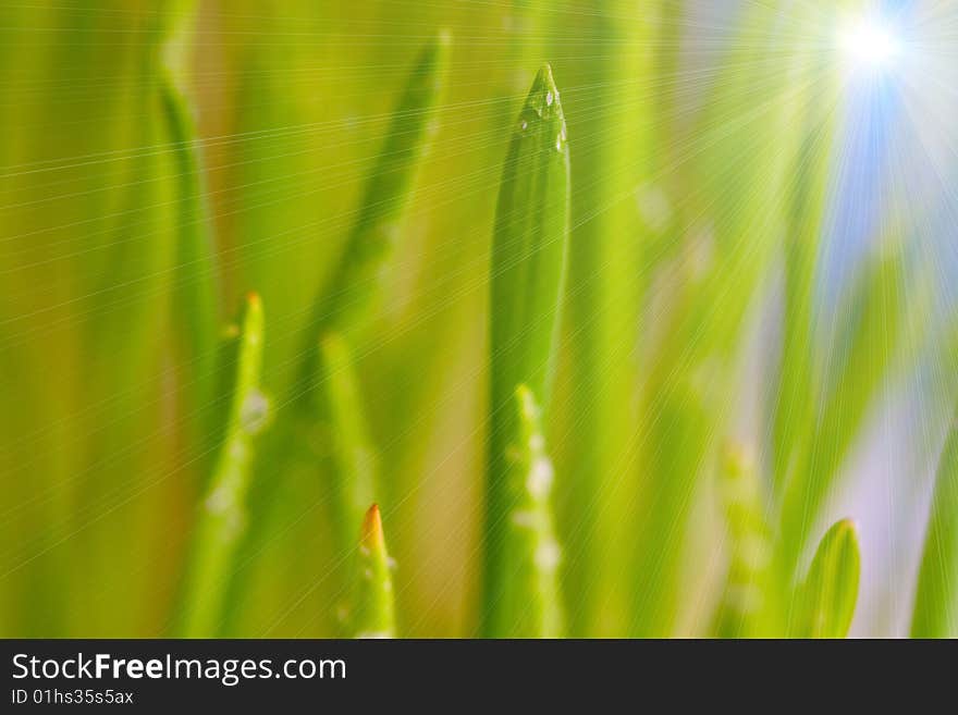 Drop on a green grass and sun