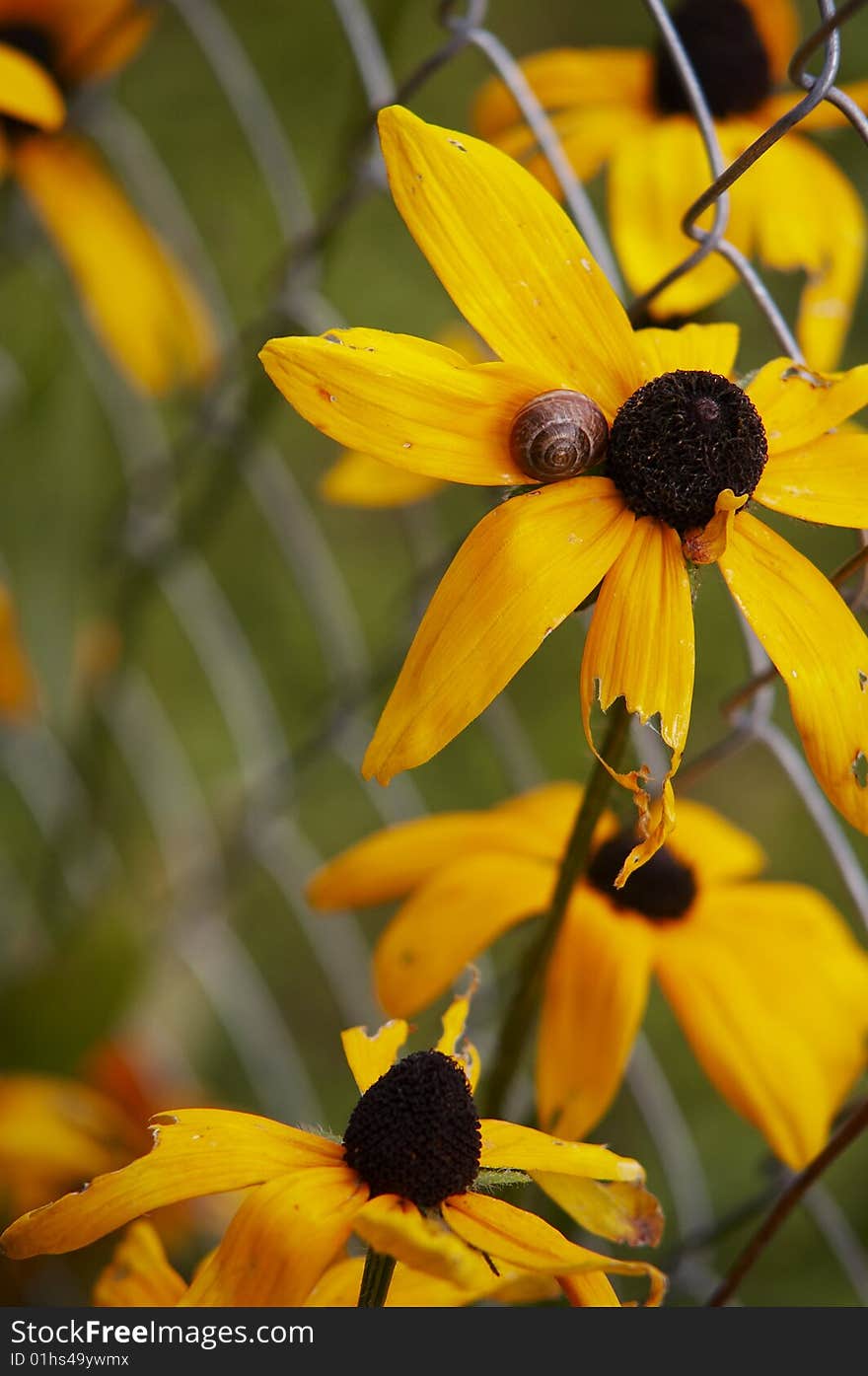 Some yellow summer flowers with little snail. The fence on background. Some yellow summer flowers with little snail. The fence on background