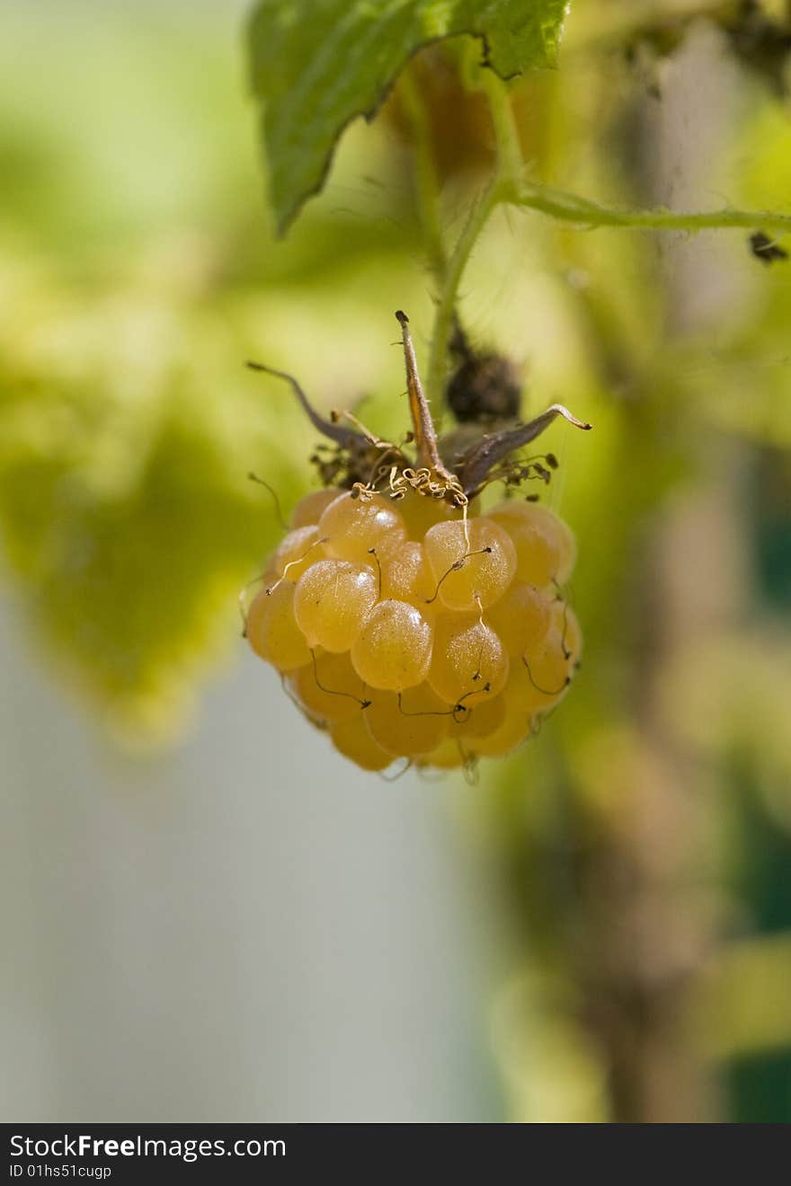 Fresh ripe golden raspberries on bush