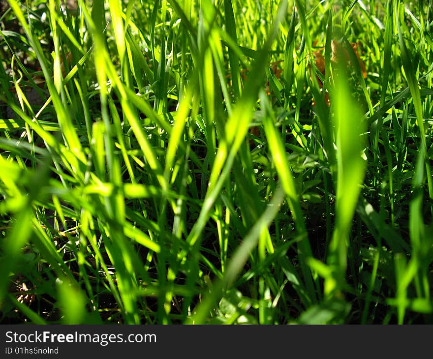 Green grass