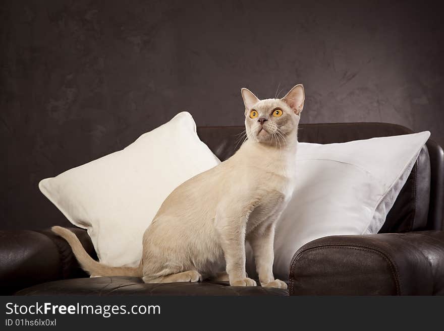 White cat on the brown leather armchair. White cat on the brown leather armchair