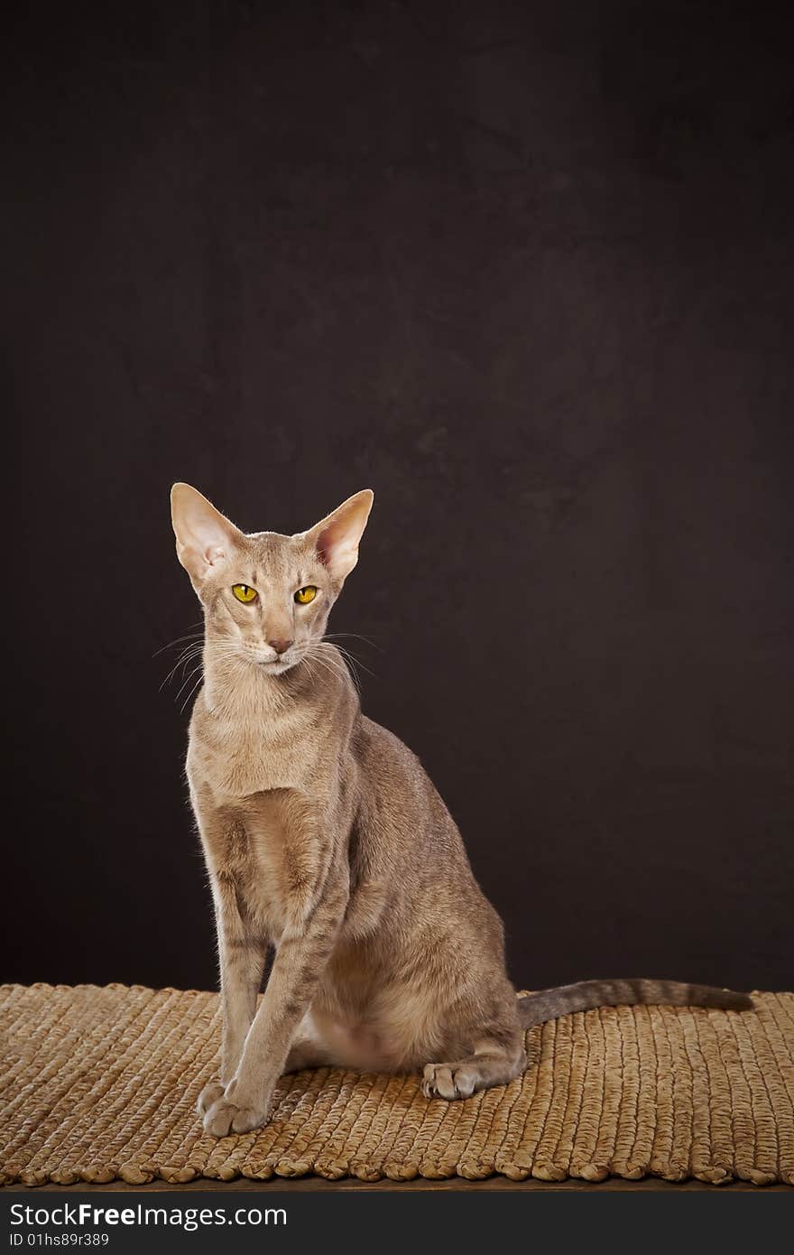 Short haired brown cat on the table. Short haired brown cat on the table