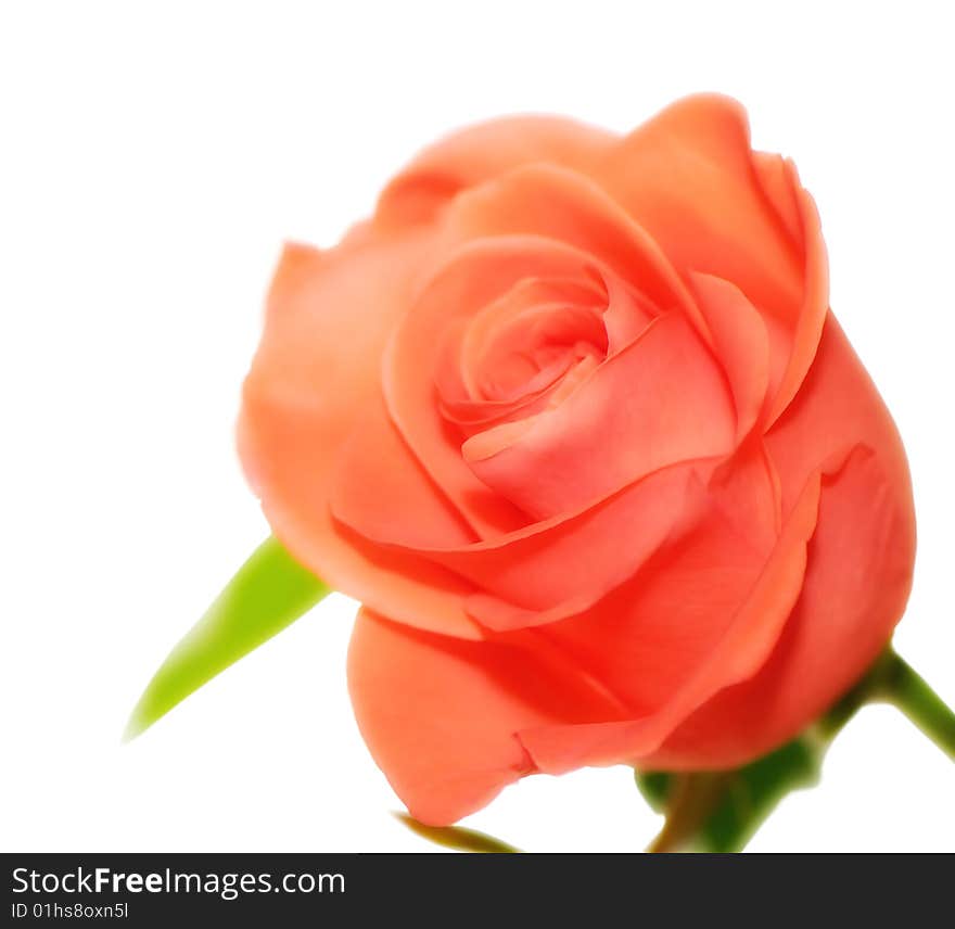 Flower of decorative rose of orange color isolated on white background