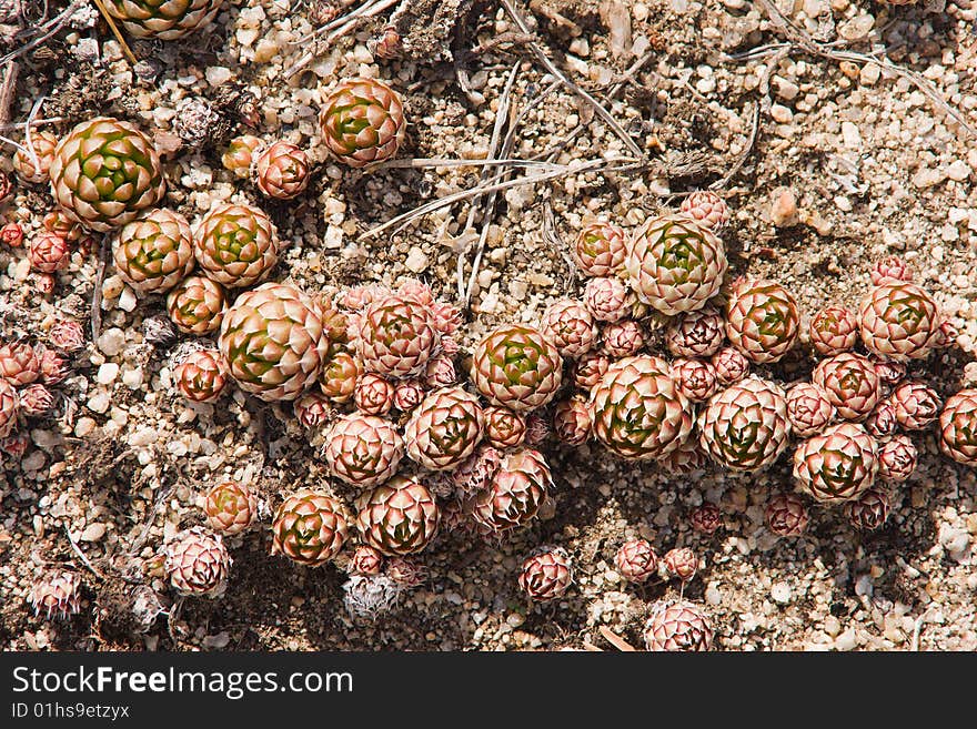 Orpine is growing in stones