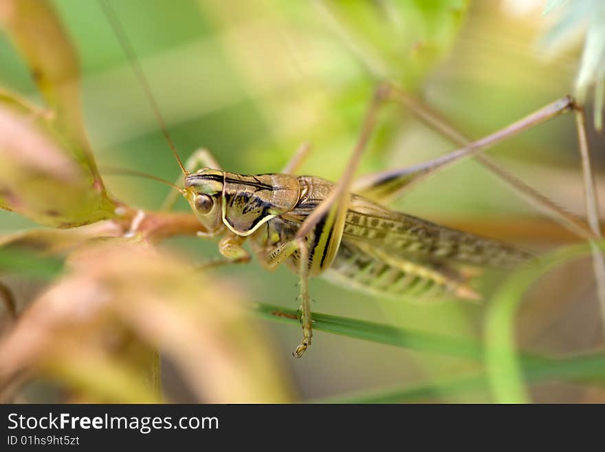 Grasshopper