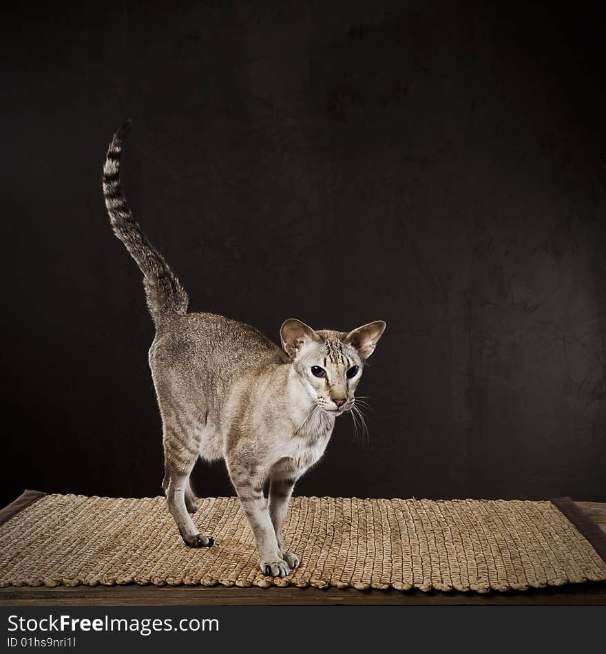 Striped shorthaired cat standing on the table. Striped shorthaired cat standing on the table