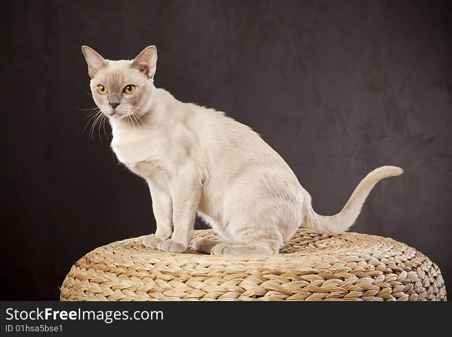 White cat on wooden chair over dark background