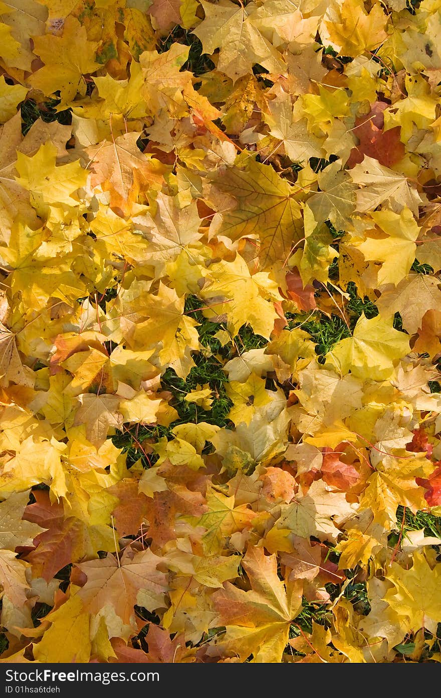 Gold maple fallen leaves background