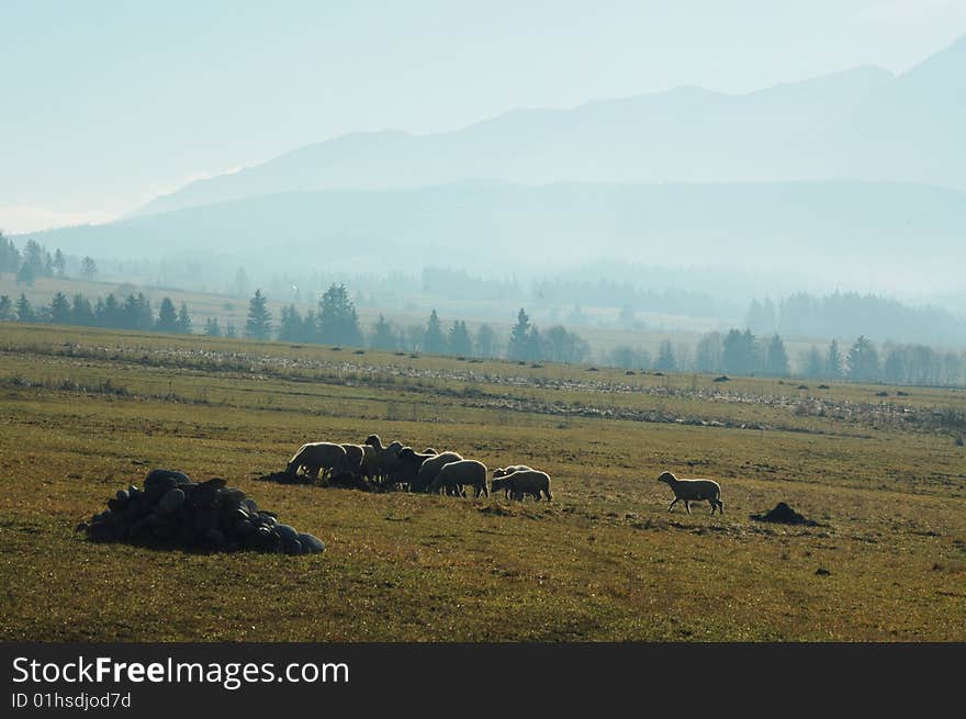 Flock of sheep in polish mountains. Zakopane.