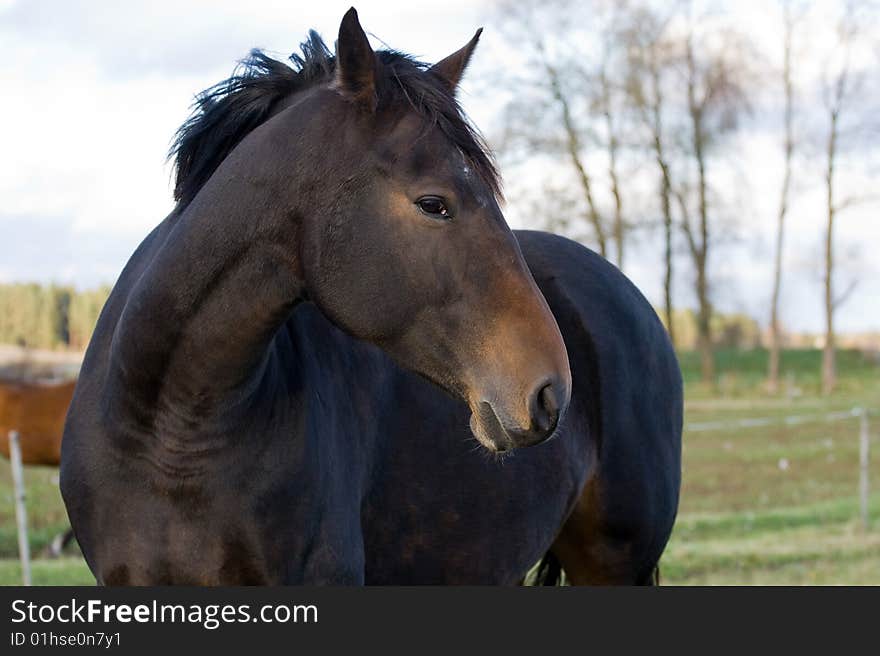 Black stalion portrait on the green field background