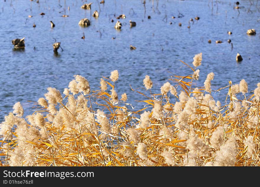 Beautiful Reed Flower