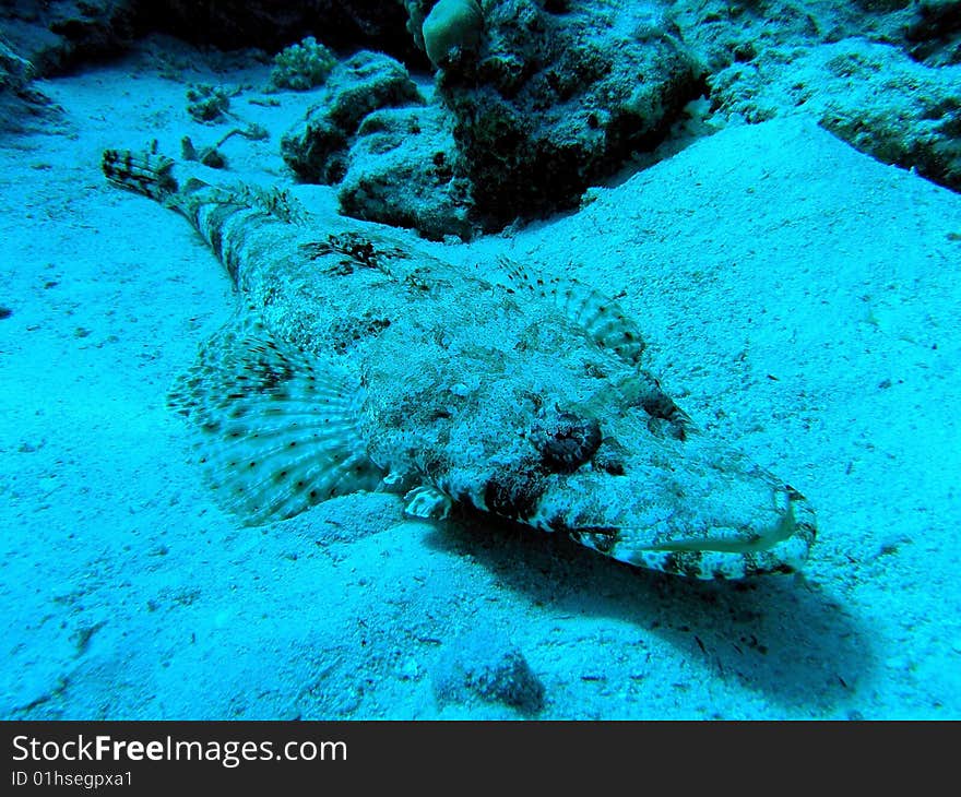 Crocodile Fish in the red sea