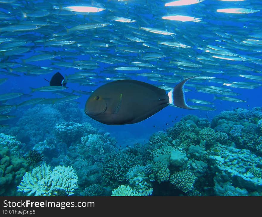 Shoal of fish in the red sea