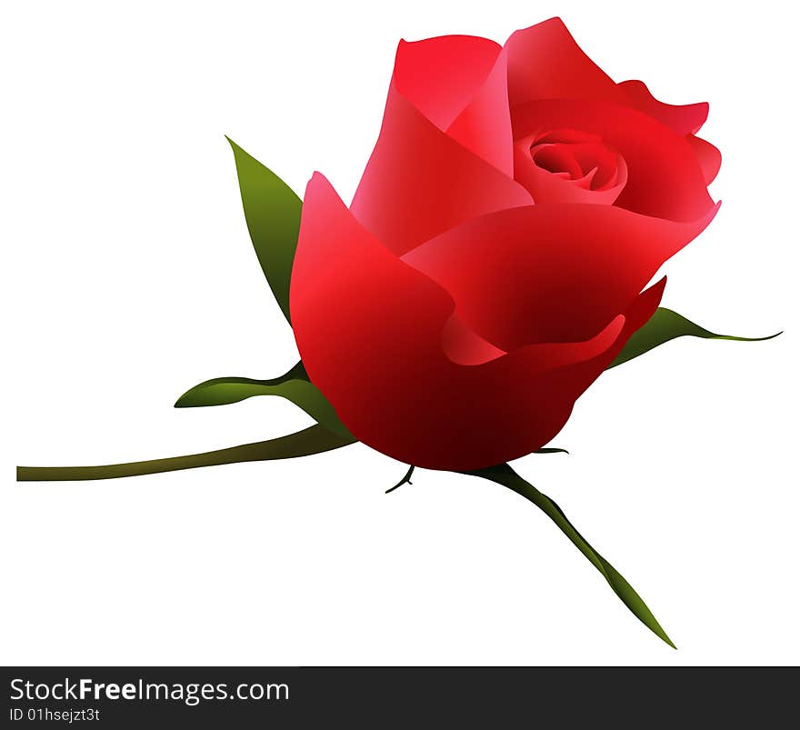 A close up  illustration of a single red rose. A close up  illustration of a single red rose.