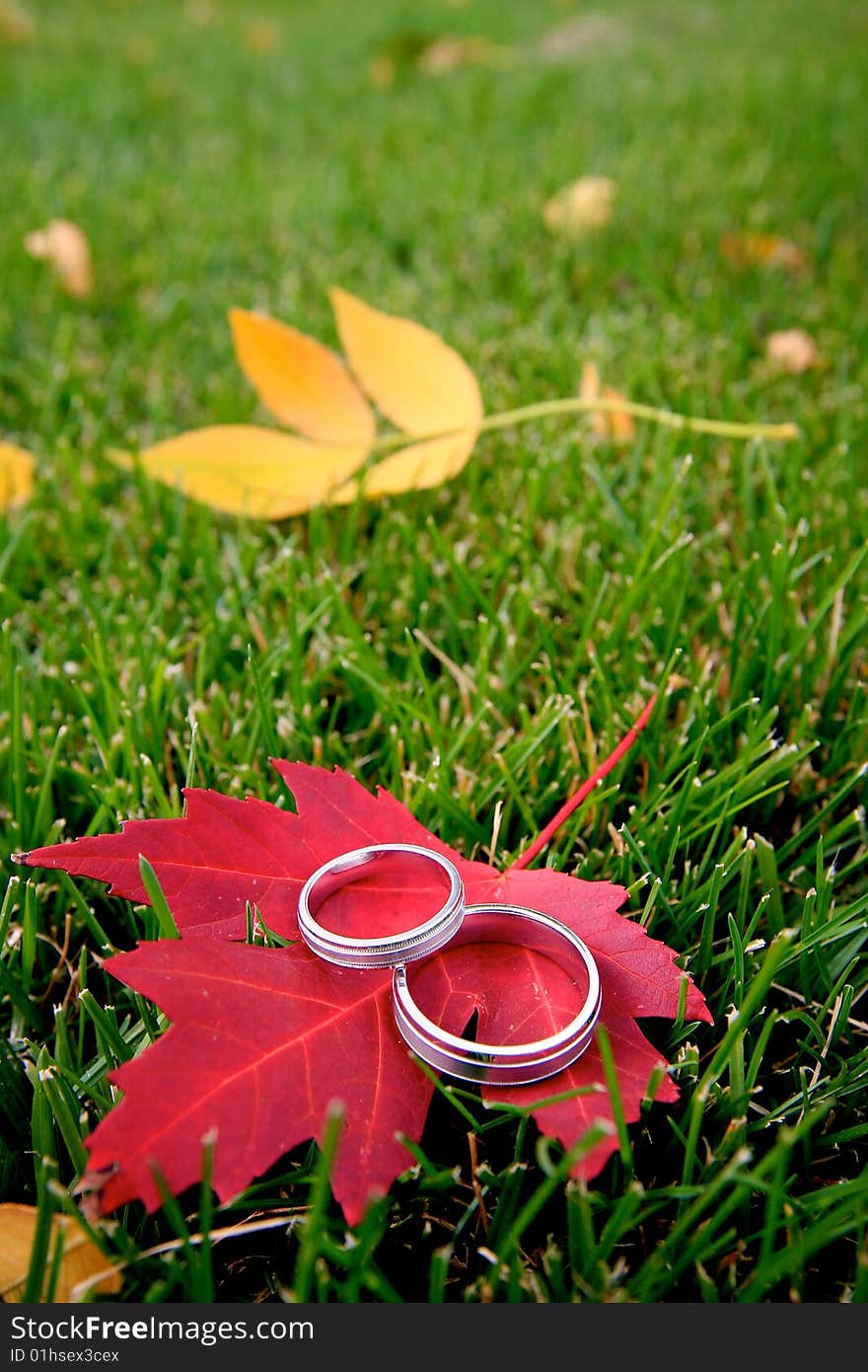 Two wedding rings sitting on a red maple leaf. Two wedding rings sitting on a red maple leaf.