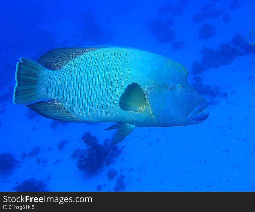 Napoleon fish in the red sea