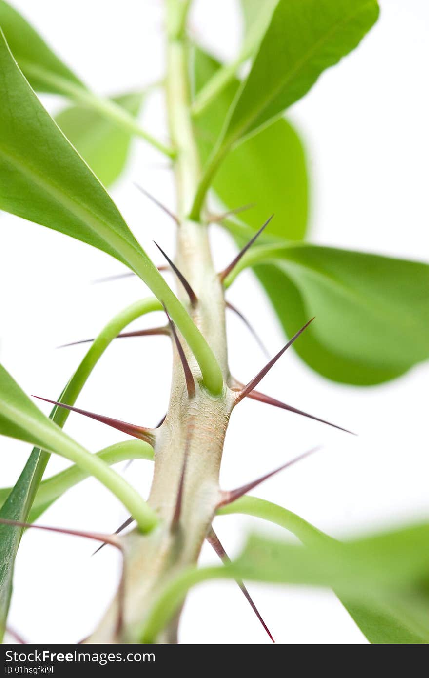 Prickly plant on white background.