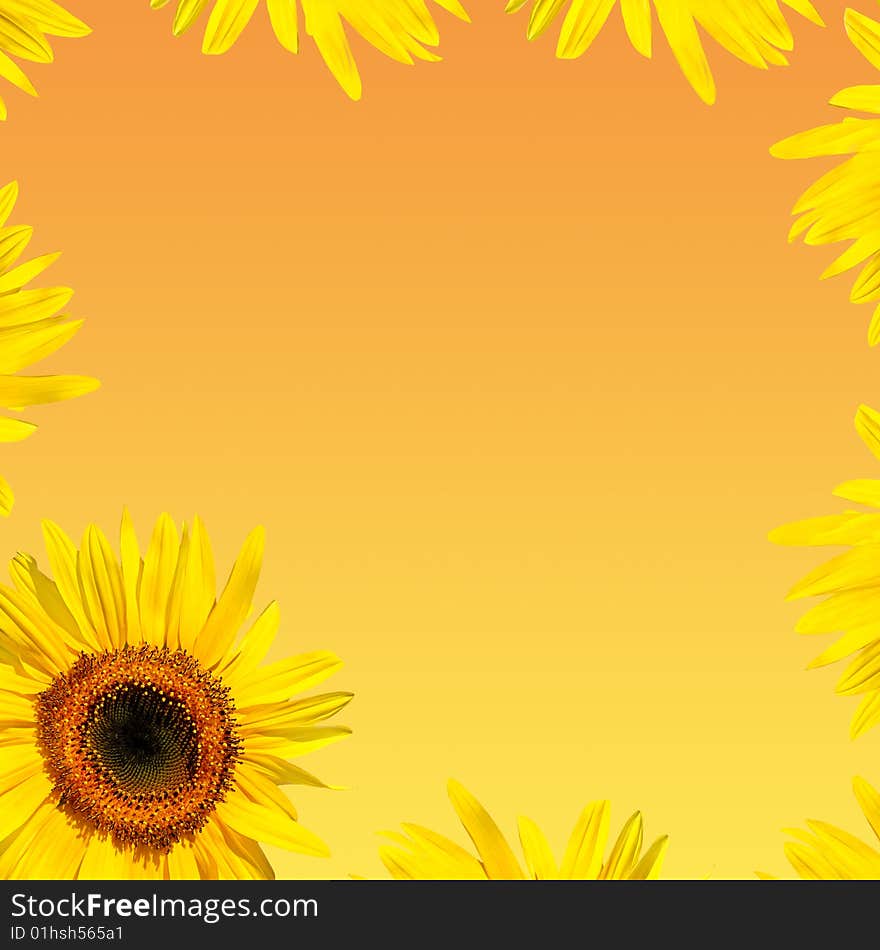 Sunflower and petals forming a frame, over golden background. Sunflower and petals forming a frame, over golden background.