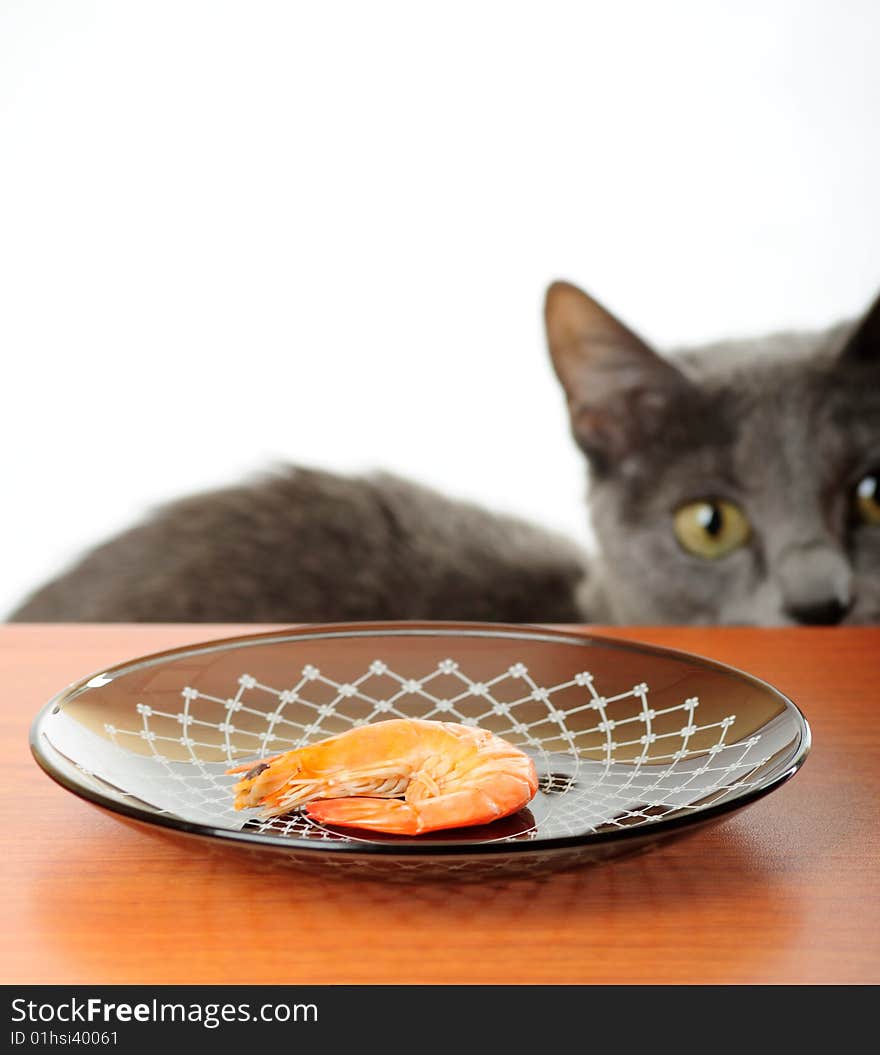 Cat wants to steal shrimp from the table