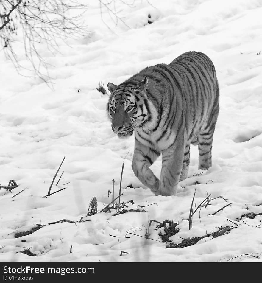 Tiger In The Snow