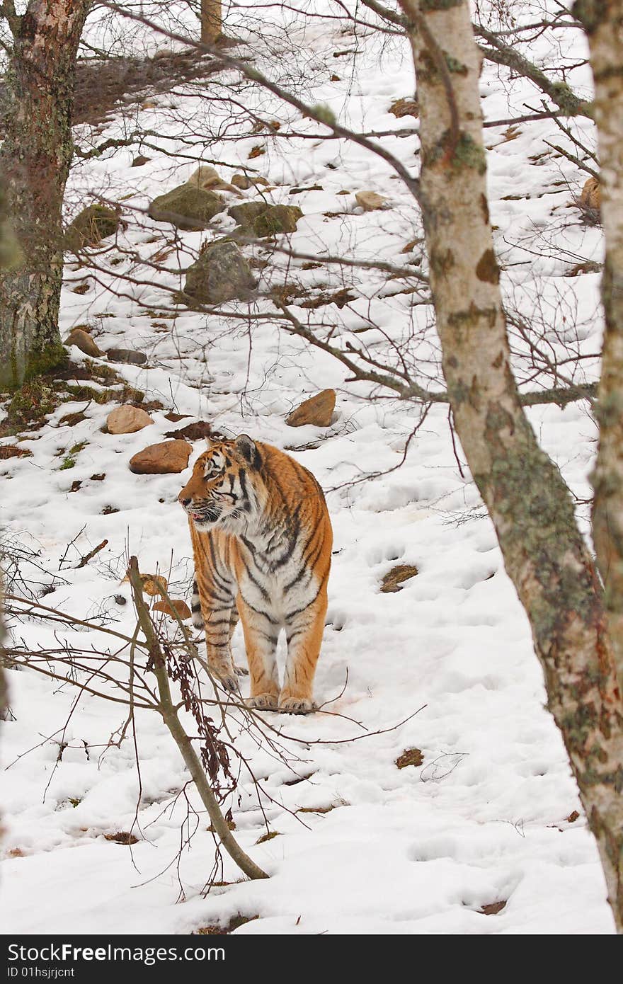 Tiger in the snow