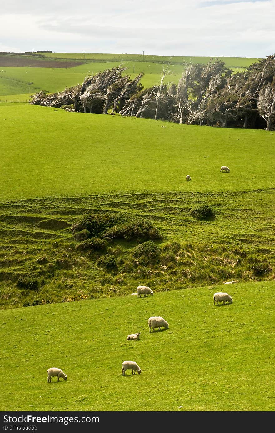 Sheep in a field in New Zealand