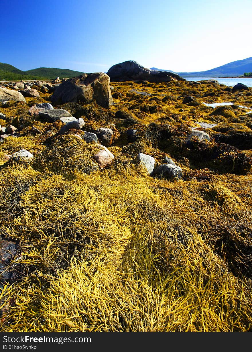 Seaweed in Norway