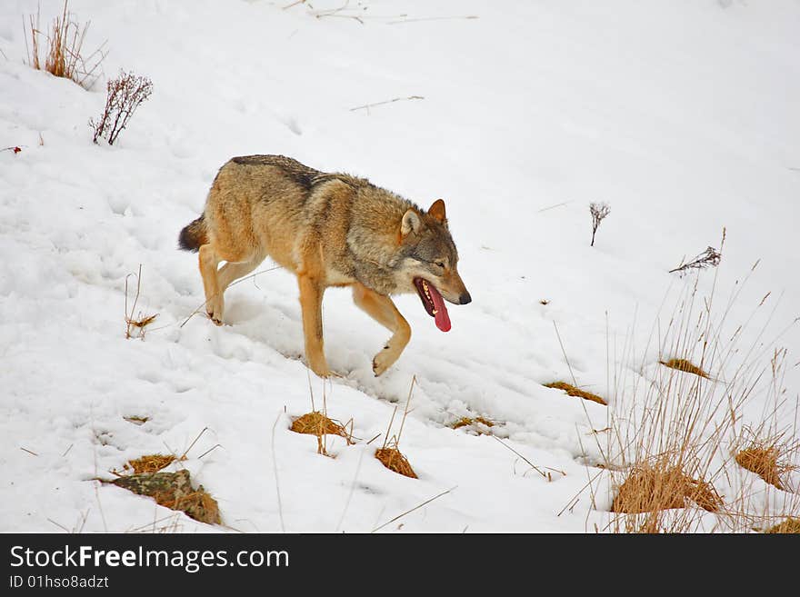 Timber wolf in the snow