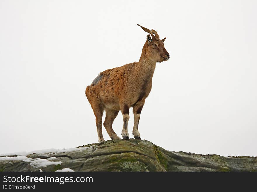 Phot of Mountain Goat / Gorral