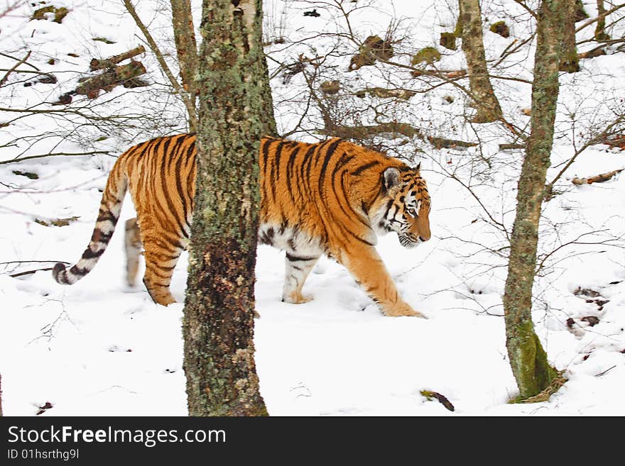 Tiger In The Snow