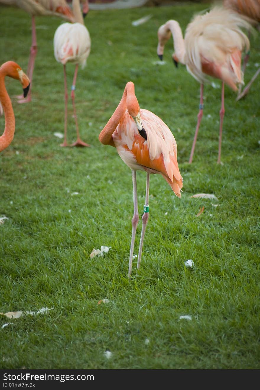 Pink flamingo in Jerusalem zoo. Pink flamingo in Jerusalem zoo