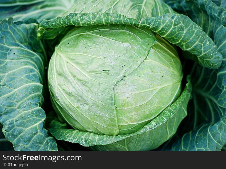 Head of fresh cabbage with a lot of leaves