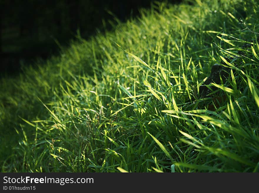 Grass lawn at dawn