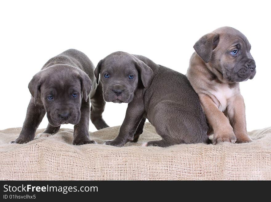 Beautiful young puppy italian mastiff cane corso ( 5 weeks )