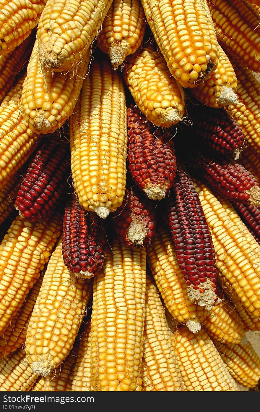 Multiple stacked corn on the golden cobs with yellow corn in the kernels. Multiple stacked corn on the golden cobs with yellow corn in the kernels