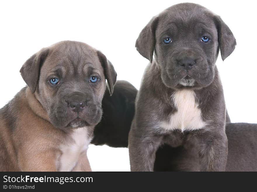 Italian mastiff cane corso