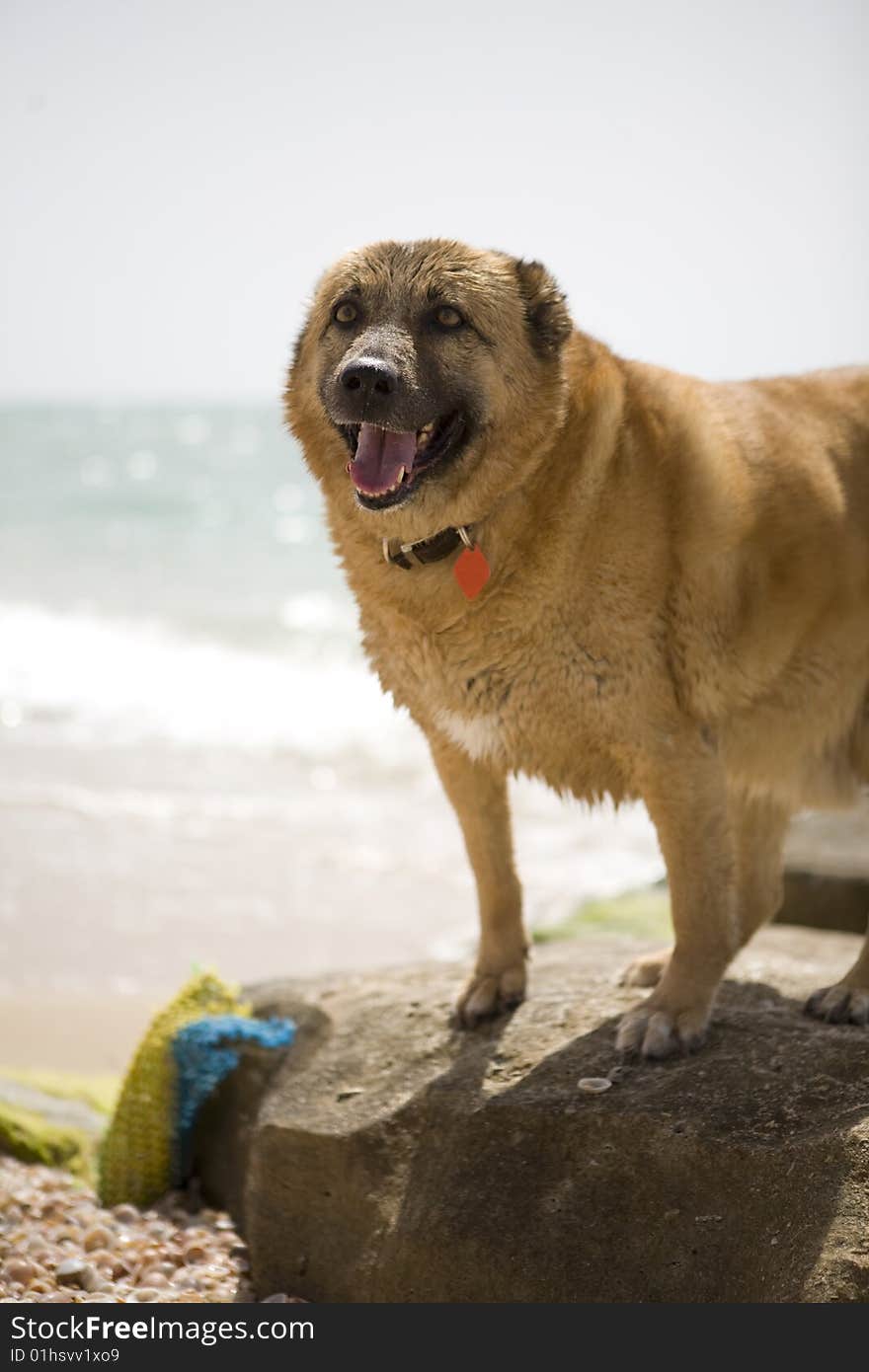 A happy dog on the seaside. A happy dog on the seaside