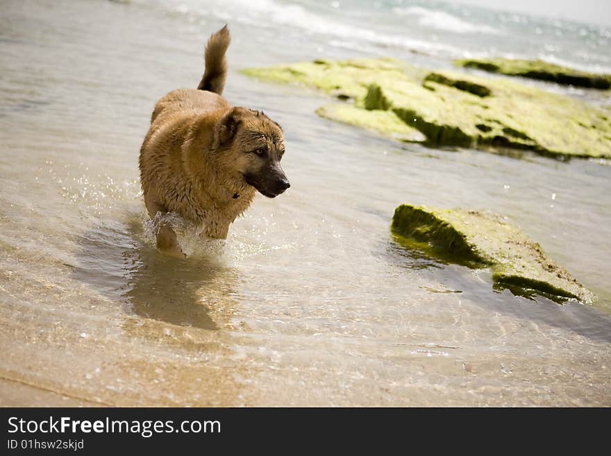 A dog on the seaside