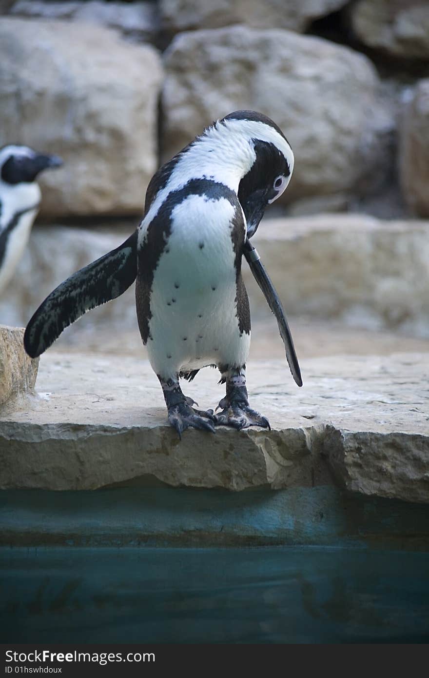 Penguin in Jerusalem zoo