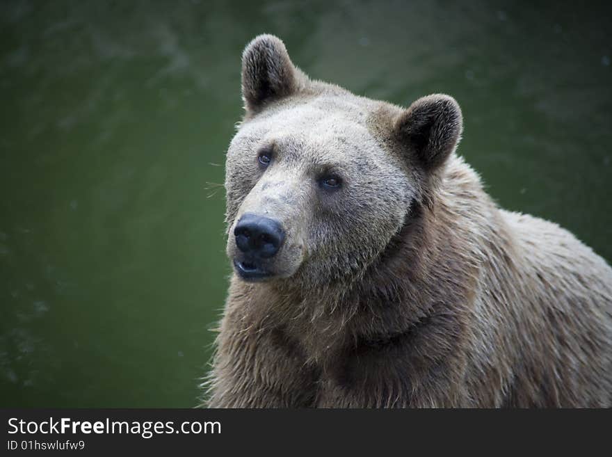 Syrian brown bear in the water. Syrian brown bear in the water