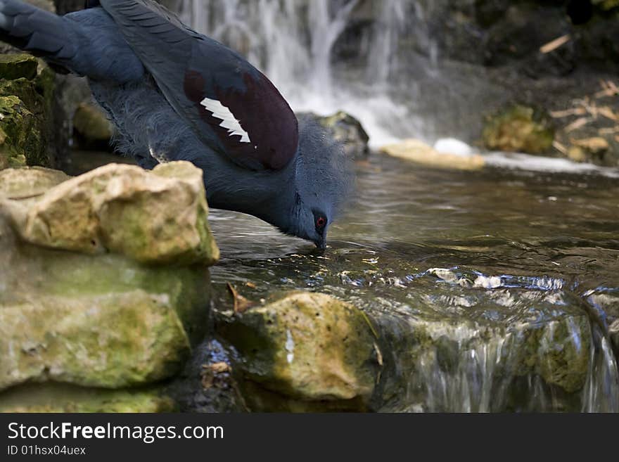 Common crowned-pigeon drinking water. Common crowned-pigeon drinking water