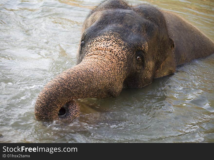 Asian elephant swimming in the lake of Jerusalem zoo