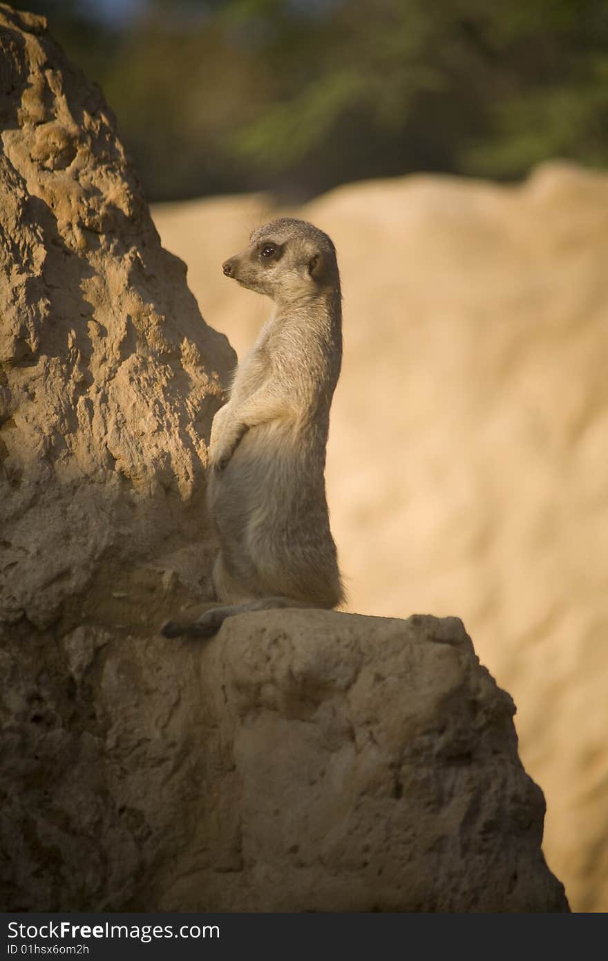 Meerkat male  in Jerusalem zoo